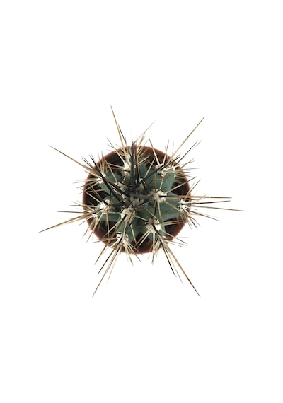 Stetsonia Coryne (Kaktüs) Ø5,5 CM Y0-10 CM