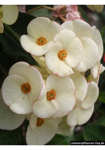 Videolu Milli Dikenler Tacı 4 Adet Sarı Kırımızı Pembe Beyaz 10-20 Cm Saksılı Euphorbia