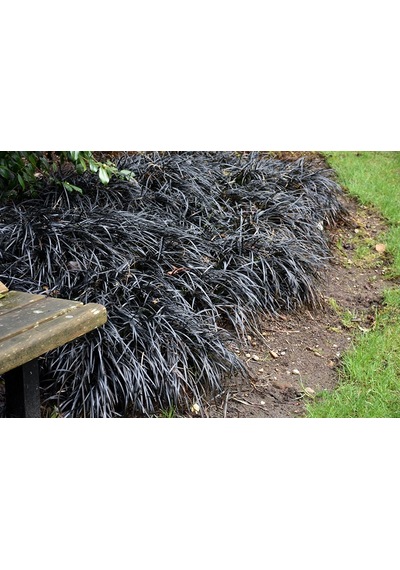 Kara Çim Siyah Osmanlı Çimi 10 Adet