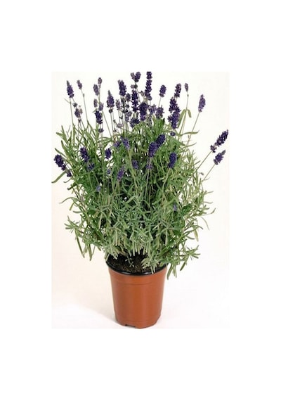 Videolu Şahane Kokulu 5 Adet Lavanta Çiçeği Fidanı 40-60cm Saksılı Lavander