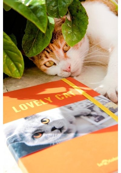Kedi Dünyası Journal Düz
