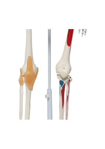 Iskelet Maketi 85 Cm