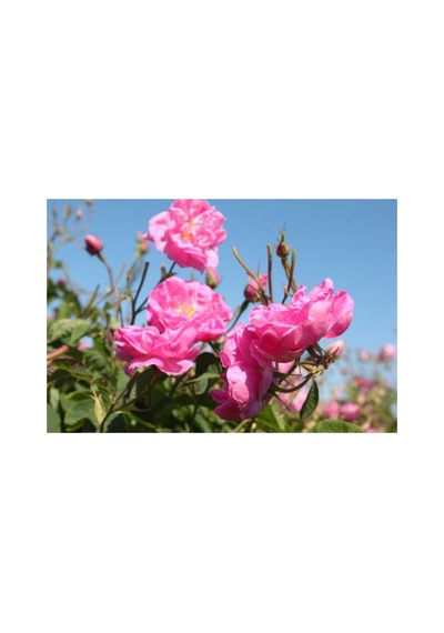 Aşılı Gül Fidanı Pembe 10-20 Cm