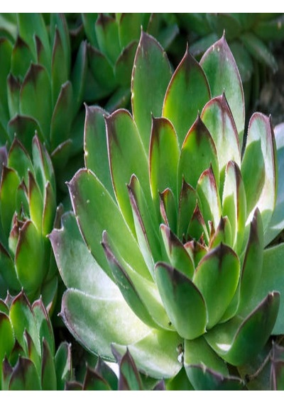 Serada Decor Plant 2'li Set Crassula Portulacaria Afra Succulent Sempervivum Sukulent Dolgun Formlu