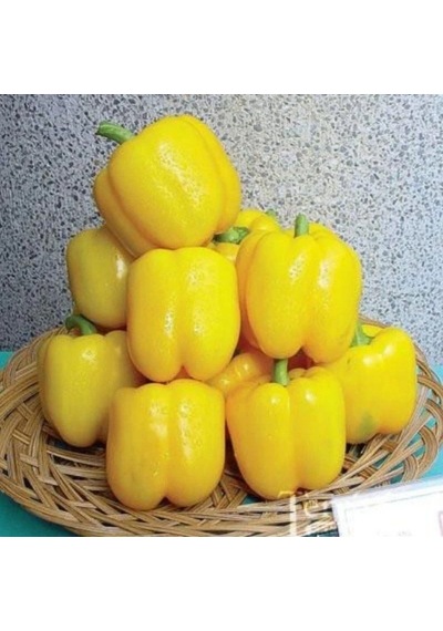Aroması Yüksek Kaliforniya Tatlı Sarı Dolmalık Biber Fidesi 4 Adet