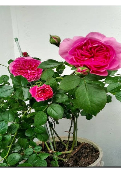 Videolu Yediveren Kokulu Pembe Renkli 20 40 Cm 2 Adet Aşılı Gül Pink Rose