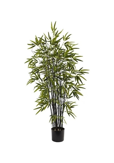 İthal Kara Bambu Tohumu Ekim Seti 3 Tohum +Saksı+Toprak+