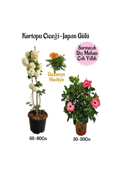 Kartopu Çiçeği 1 Adet +pembe Japon Gülü 1 Adet+turuncu Gazanya Saksılı Bahçe Seti