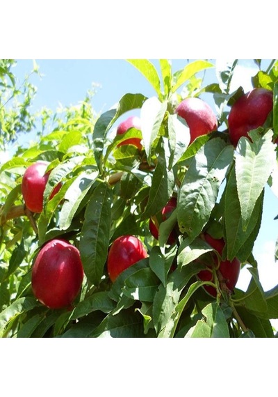 Tüplü Aşılı Erkenci Bol Verimli Zinkal 7 zincal 7 Nektarin Fida