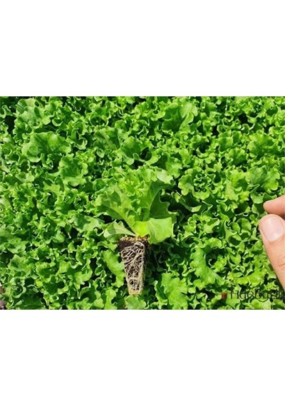 2 Adet Kivircik Fidesi 5-15cm Dikime Hazir
