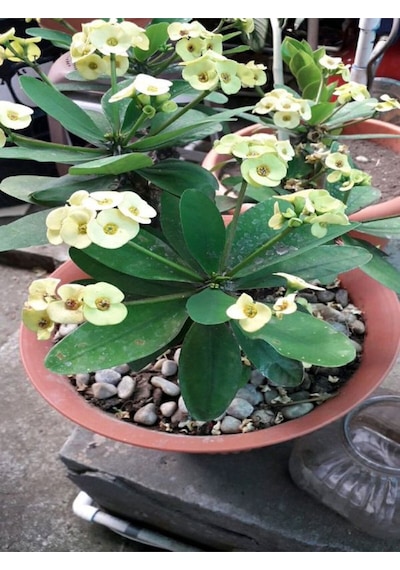 Videolu Beyaz Milli Dikenler Tacı Hediyelik Kaktüs 1 Adet Saksılı 15 45 Cm Euphorbia