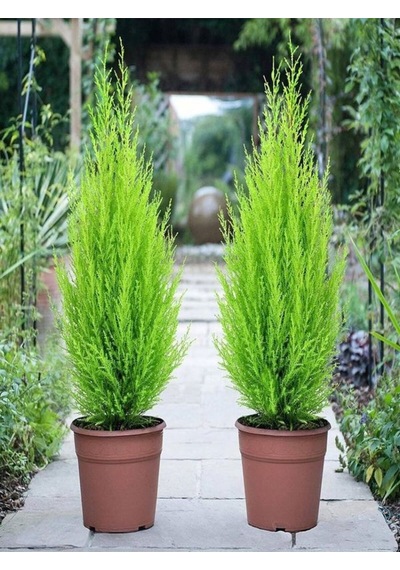 Videolu Canlı Mis Kokulu Limoni Servi Çam Ağacı 30-60cm Saksılı\tüplü Lemon Cypress Tree