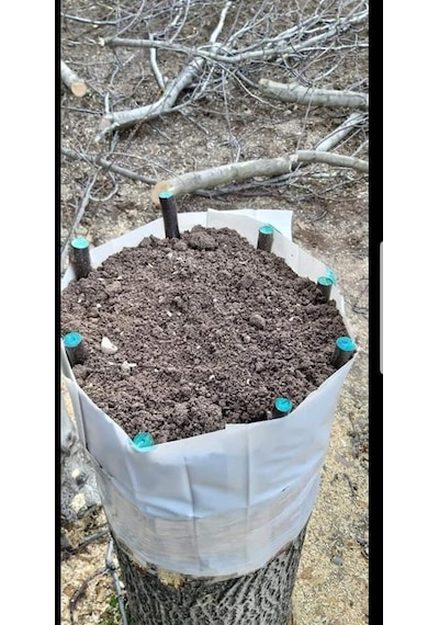 Burcu Aşı Bıçağı Aşılama Makası 19 CM + Aşı Macunu Seti Aşı Makası