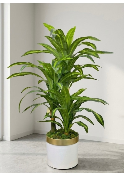 Cihan Çiçekçilik Dracaena Fragrans 3 Gövde Yapay Ağaç 160 Cm Gold Kemerli Beyaz 30x30 Saksı Çok Renkli