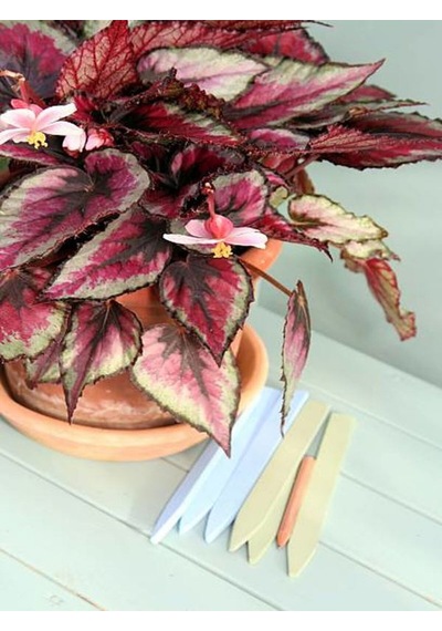 Videolu Pembe Alaca Yapraklı Begonya 1 Adet Saksılı 15-25cm Iç Mekan Bitkisi Rex Tango Begonia