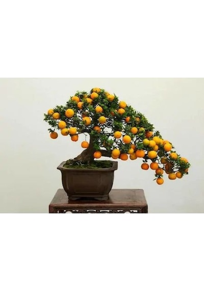 Bodur Bonsai Kayısı Ağacı Tohumu 2 Tohum + Tohum