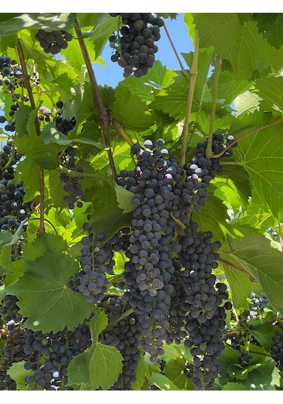 Karadeniz Kokulu Üzüm Fidanı Isabella - Tüplü Meyve Yaşında Saksılı Dikime Hazır Limonisi Üzümü - 1-2 Yaş