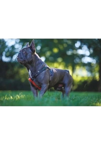 Ayarlanabilir Köpek Harness, Xs Boy