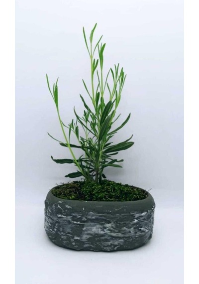 Saksıda Lavanta Fidesi Fidanı 10-20 Cm