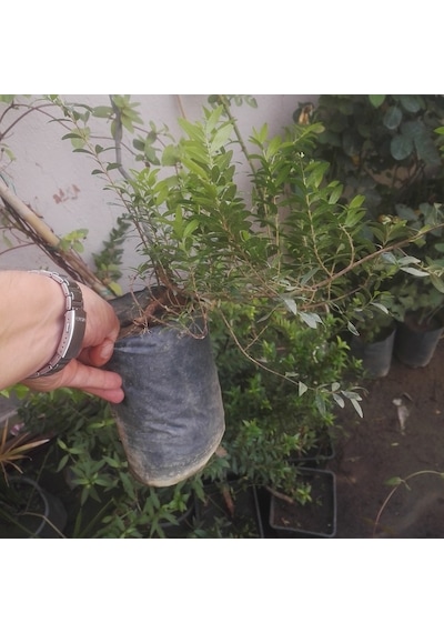 Yaban Mersini Fidanı. Siyah Murt Hambelesi Tüplü 30-40 Cm Boyunda