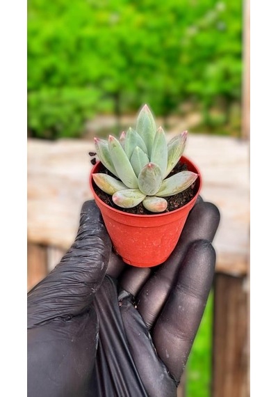 Echeveria Perle Sukulent