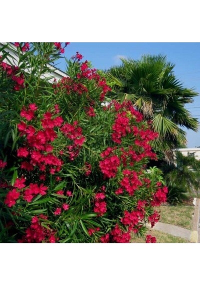 Videolu Zakkum Çiçegi Kırmızı Renk 70 100 Cm 1 Adet Tüplü Zakkum Fidanı Red Oleander