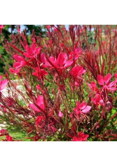10 Adet Gaura Çalısı Paketi 'gaura Lindhemeria'