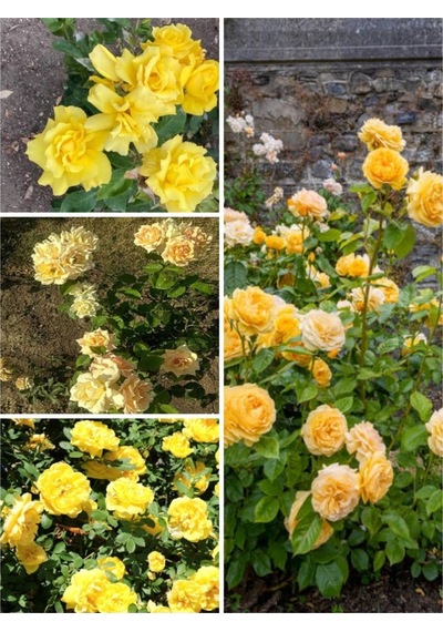 Yediveren Kokulu Açık Sarı 40 60 Cm Tüplü/ Saksılı Aşılı Gül Yellow Rose