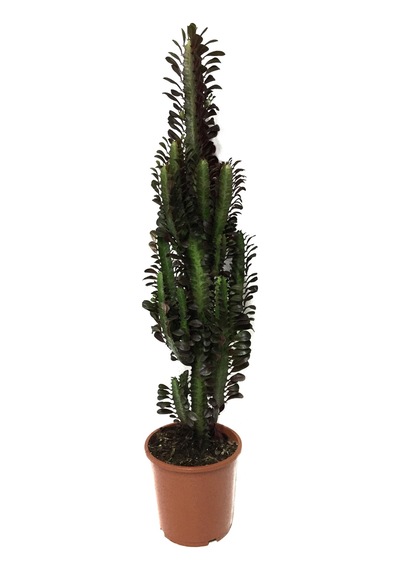 Euphorbia Trigona 'Rubra' (Süt Ağacı) Ø17 CM Y60-70 CM