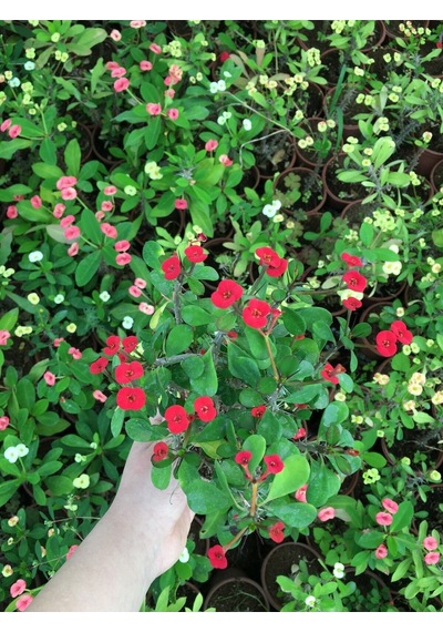 Dikenler Tacı Küçük Çiçekli Ithal Euphorbia Milli Kırmızı