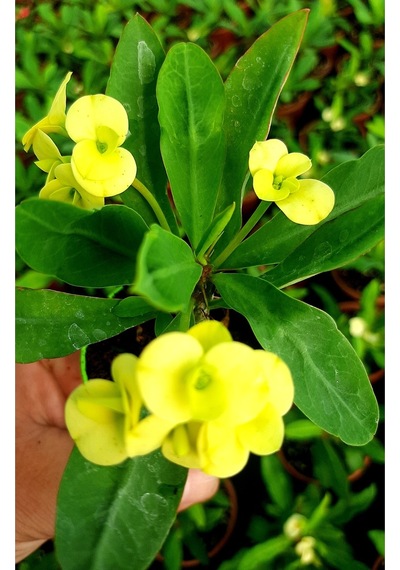 Videolu Sarı Çiçekli Milli Dikenler Tacı 10 45 Cm Saksılı Canlı Kaktüs Euphorbia