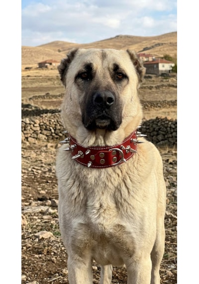 Deri Çivili Pitbull Kangal Av Köpekleri Koruma Tasması 80x5 Cm 2xl Beden Kırmızı