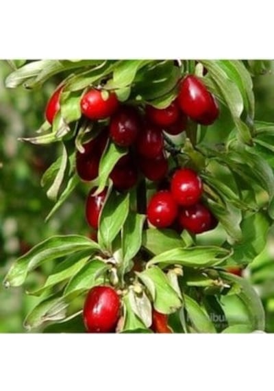 Kızılcık Ergen Fidanı Tüplü \ 30-50 Cm