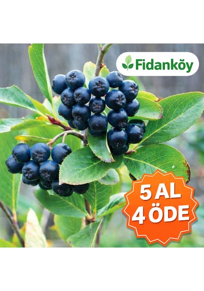 Aronya Fidanı Saksılı/tüplü