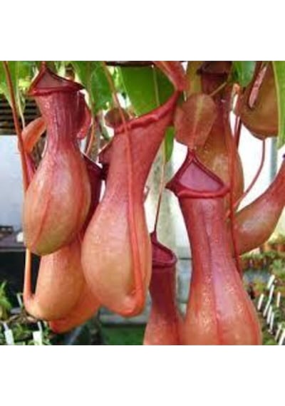 5 Adet Tohum Nepenthes Sinek Kapan Etobur Etçil Bitki Çiçeği Süpriz Hediye Bonzai Ağacı Tohumu