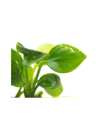 Anubias Barteri Round Golden Coin 5-6 Yapraklı Canlı Bitki Diğer