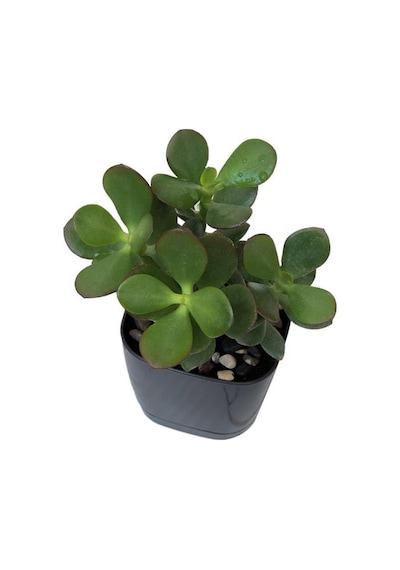 Ovata Para Ağacı Çiçeği 10-20 Cm