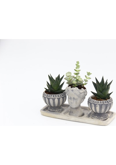 TRİO HELEN GRİ SUKULENT SETİ - Haworthia Limifolia, Echeveria