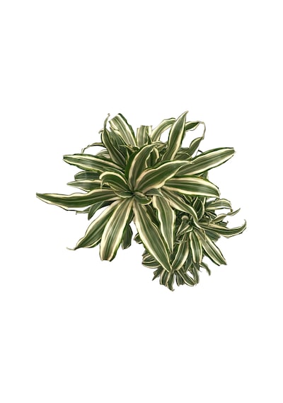 Dracaena Fragrans 'white Jewel' Ø24 Cm Y125-150 Cm