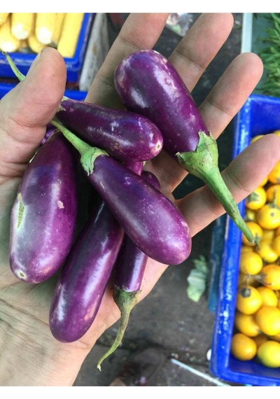 Nadir Ithal Thailand Minyatür Kemer Patlıcan Tohumu Ekim Seti 5 Tohum Saksı Toprak Kombin