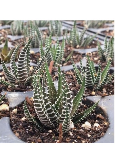Serada Decor Plant Haworthia Zebrina Yılanderisi Sukulent Bitki