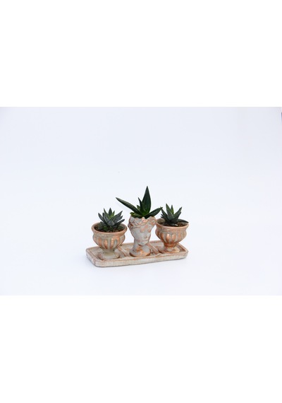 Trio Helen Orange Sukulent Seti - Haworthia Pumila. Aloe Ferox