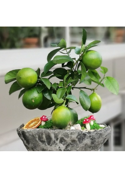 Nadir Italyan Limon Bonsai Ağacı Tohumu Bonzai Tohumu 3 Tohum