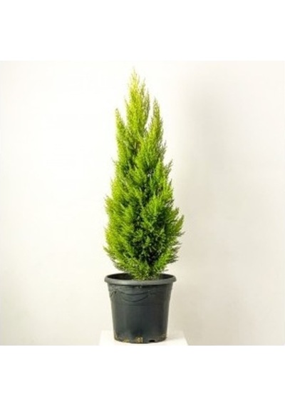 Limoni Servi Çamı Fidanı 30-50 Cm