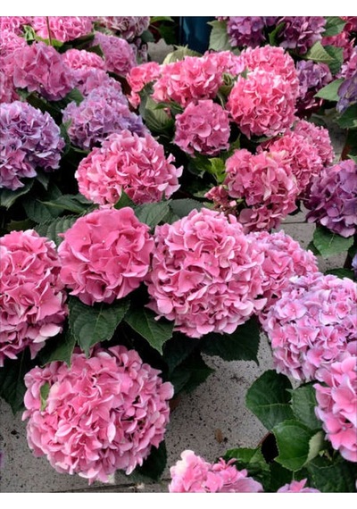 Çok Sevilen Pembe Ortanca Fidanı 40-50 Cm Saksıda Çiçekli Bodur Bitkiler Pink Hydrangea