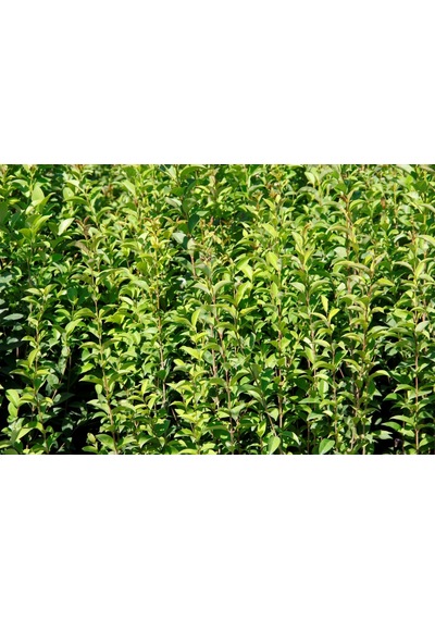 Ligustrum Kurtbağrı 10 Adet 100-120 Cm - Çit Bitkisi Büyük Boy