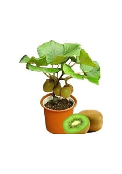 Bodur Bonsai Kivi Ağacı Tohumu Yeşil Tatlı Kivi Ağacı Tohumu 5 Adet Tohum..