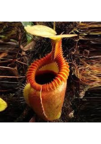 5 Adet Tohum Nepenthes Sinek Kapan Etobur Etçil Bitki Çiçeği Süpriz Hediye Bonzai Ağacı Tohumu