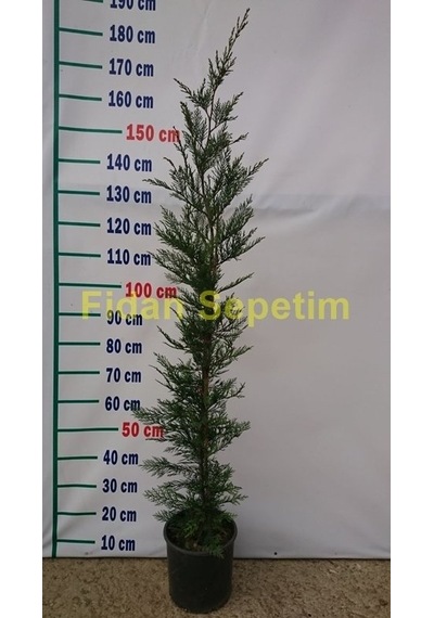 Leylandi Cupressocyparis Leylandii 100-120cm