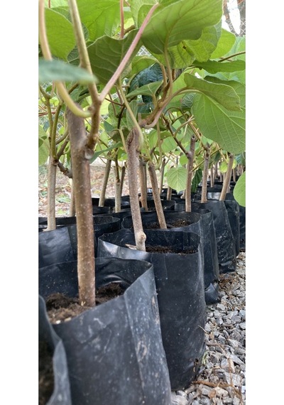 Hayward Kivi Fidanı-erkek 35-40 Cm Bol Verimli Soğuğa Dayanıklı